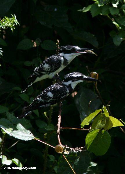 Paar von geschecktem Kingfishers, eins, das hält einen Minnow in seinem Schnabel
