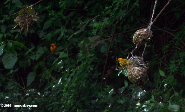 пара оранжевых ткача гнездования птиц