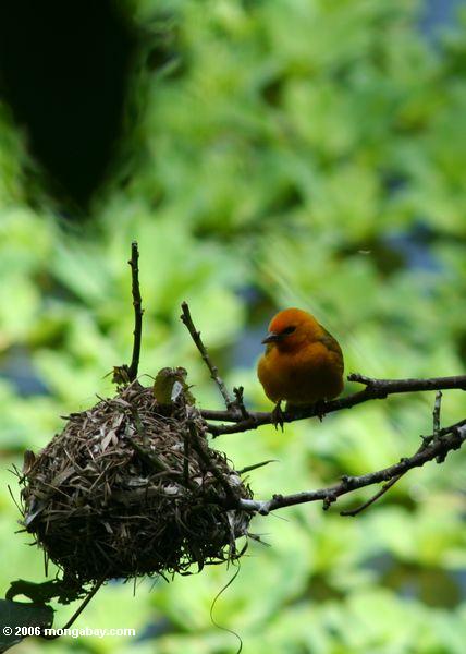 оранжевый ткача птицы охраняли свои гнезда