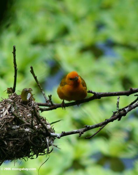 ткач птиц (ploceus aurantius) охраняли свои гнезда