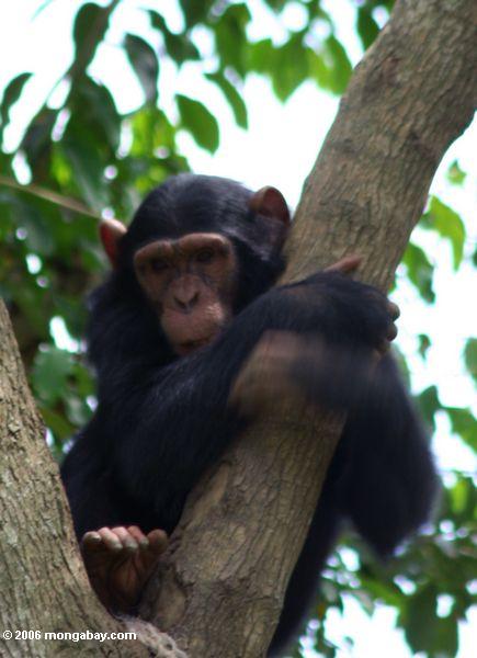 Junger sichernder Schimpanse