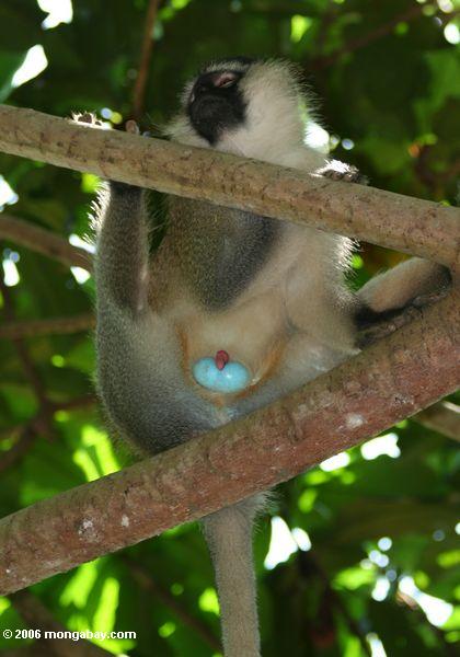 Erwachsener männlicher vervet Affe (Cercopithecus aethiops) in einem Baum