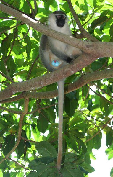 Männlicher vervet Affe (Cercopithecus aethiops) in einem Baum