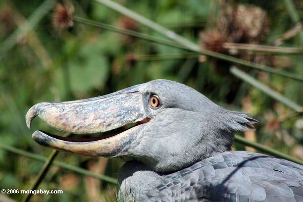 Shoebill (Balaeniceps rex) with its mouth slightly agape 