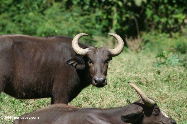 Afrikanischer Büffel (Syncerus caffer). Am Ort bekannt als Jobi (Luo), Nyati (Swahili), Embogo (Luganda) oder Ekosobwan (Ateso)
