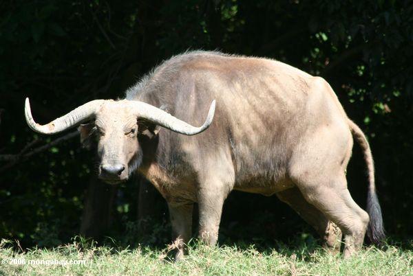 Африканский буйвол (syncerus caffer)