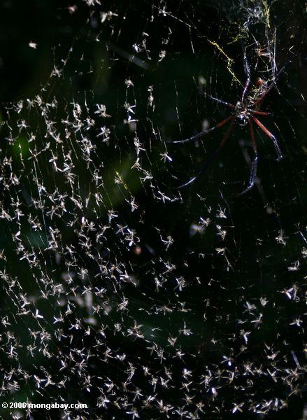 See fliegt in ein Netz der Spinne