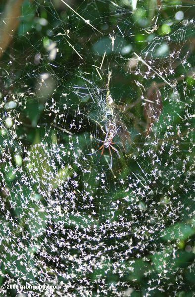 Tausenden von See fliegt in das Netz einer Kugel-Spinne