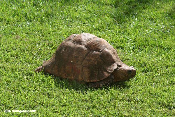 Угандийские черепаха