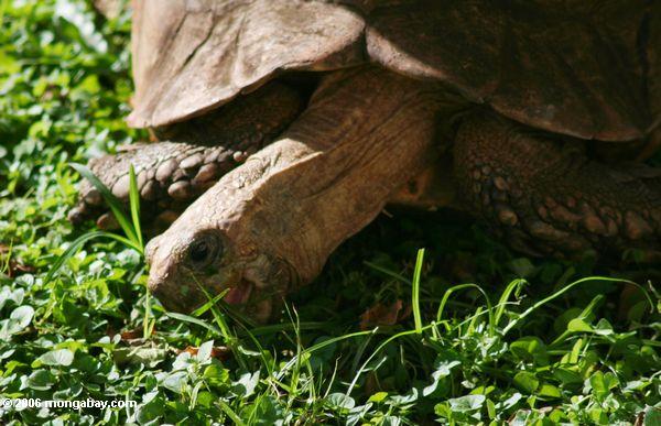 черепаха питания на траве