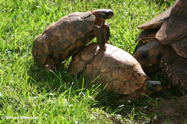 три черепахи получить дружественных