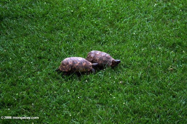 Пара черепах на газон