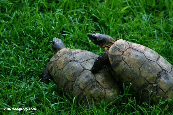 дружественных черепахи