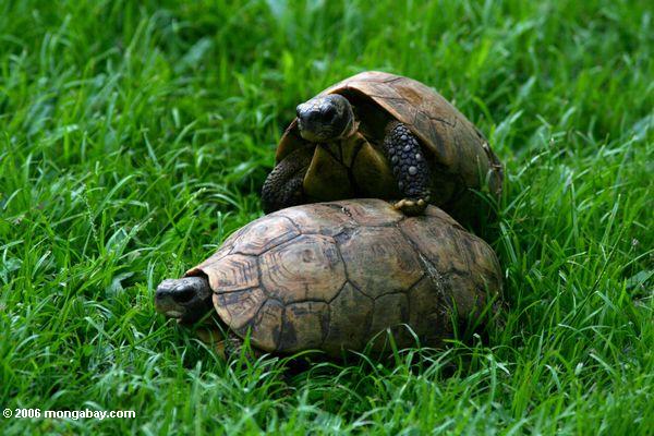 черепахи спаривания на газон