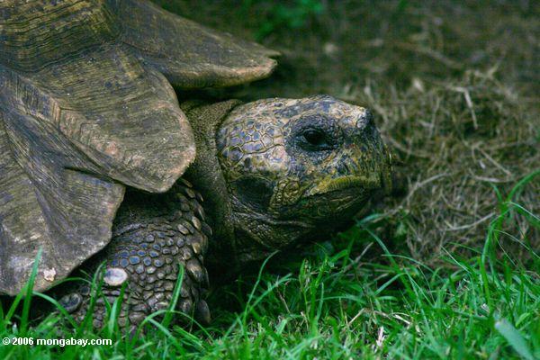 Ancient leopard tortoise in Uganda. Photo by: Rhett A. Butler.