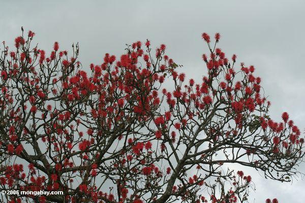 Helle rote Blumen des Korallenbaums (Erythrina Abyssinica)