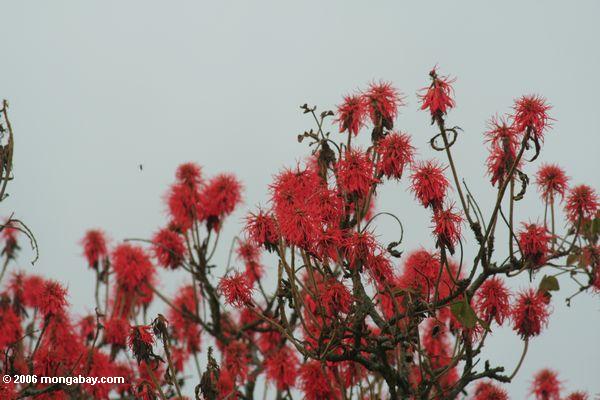 Helle rote Blumen des abyssinischen Erythrina oder des Korallenbaums (Erythrina Abyssinica)