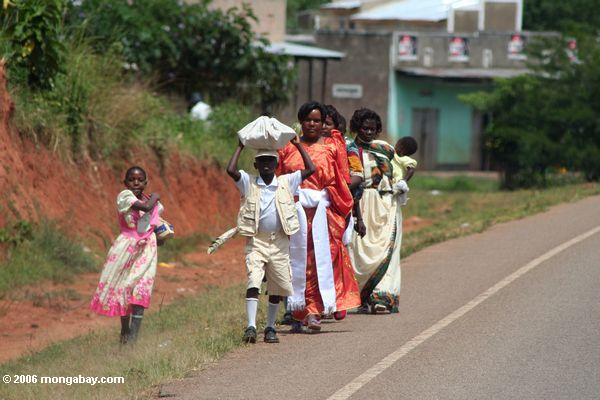 Zicklein und Mütter entlang der Landstraße in Uganda