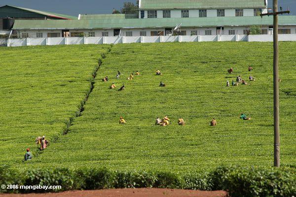 Ugandan Abhang-Teeplantage