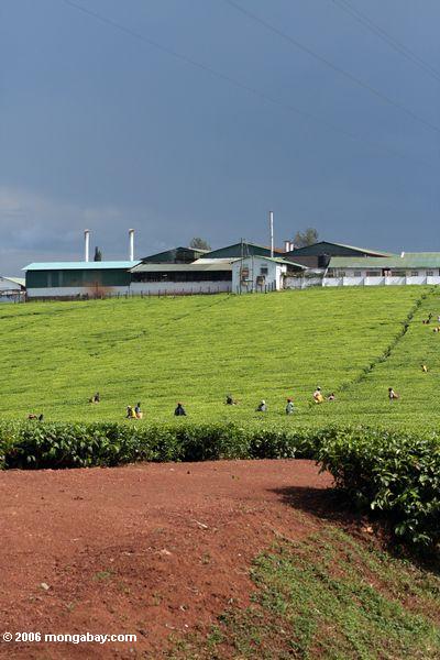 Teeplantage nahe Fort Portal