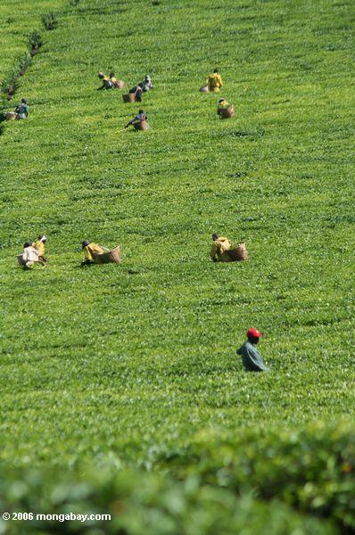 Arbeiter auf einer terassenförmig angelegten Teeplantage