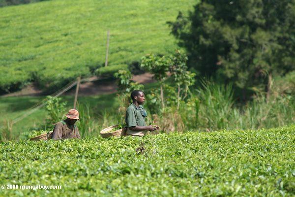 чай сборщикам на плантация