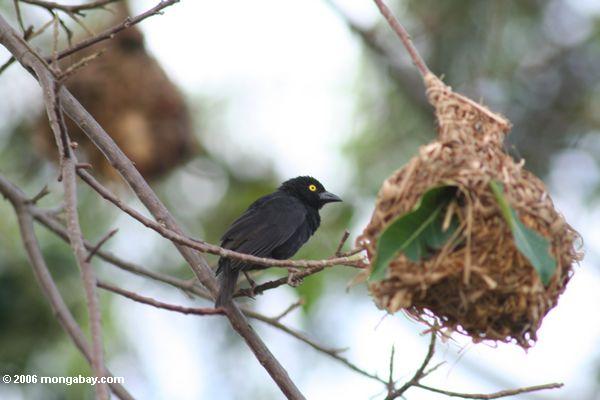 Vieillots schwarzer Weber hockte nahe einem Nest