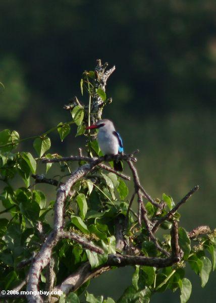 Waldlandkingfisher hockte in einer Baum