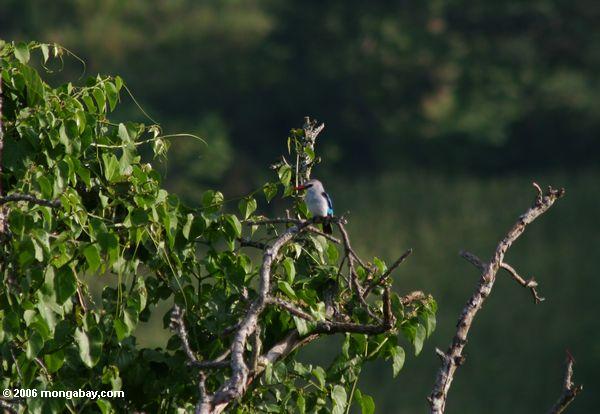 лесной зимородок (зимородок senegalensis)
