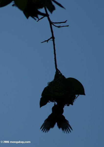 Männliches weaverbird, das auf dem Errichten eines Nestes in der Portalregion des frühen