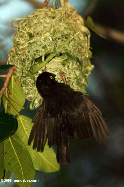 Männlichen Vieillots schwarzer Weber (Ploceus nigerrimus) arbeitend auf seiner Nest