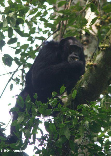Chimpazee, das auf überdachungbaumfrucht einzieht