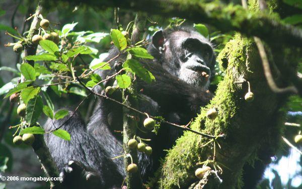 шимпанзе питания в купол дерево