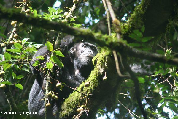 Schimpanse, der in einen überdachungbaum Kanyanchu