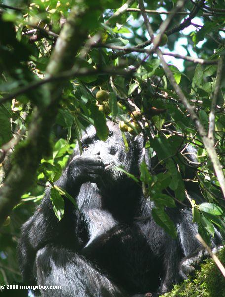 Schimpanse, der einzieht in einen überdachungbaum