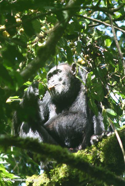 Wilder Schimpanse im überdachung
