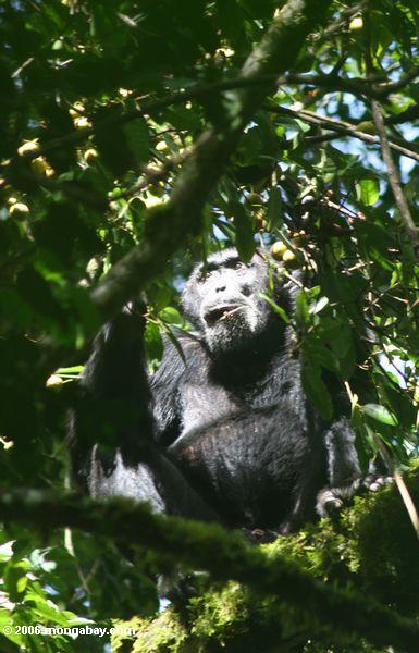 Schimpanse (Wanne troglodytes) im überdachung
