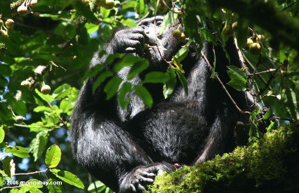Chimpanzé (troglodytes da bandeja) que alimenta na fruta do dossel