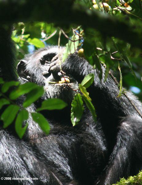 Wilder Schimpanse, der in den überdachung Kanyanchu