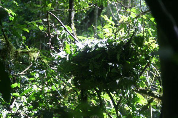 Гнездо шимпанзе в kanyanchu тропических лесов