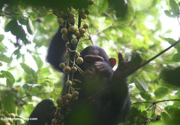диких шимпанзе (Pan troglodytes) в kanyanchu лес