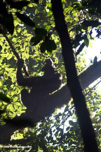 диких шимпанзе (Pan troglodytes) в kanyanchu лес