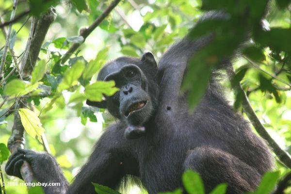 Weiblicher Schimpanse mit einem Wachstum auf seinem Gesicht