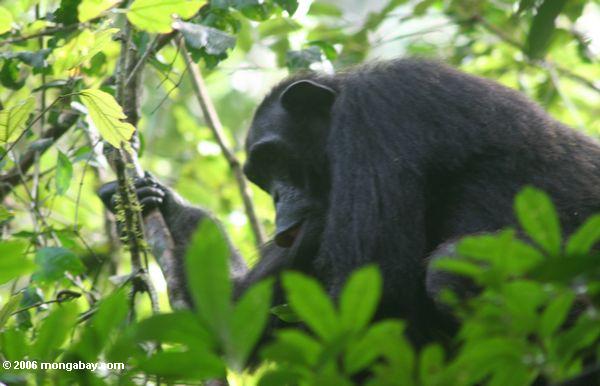 Wilder Schimpanse (Wanne troglodytes) im Kanyanchu Wald