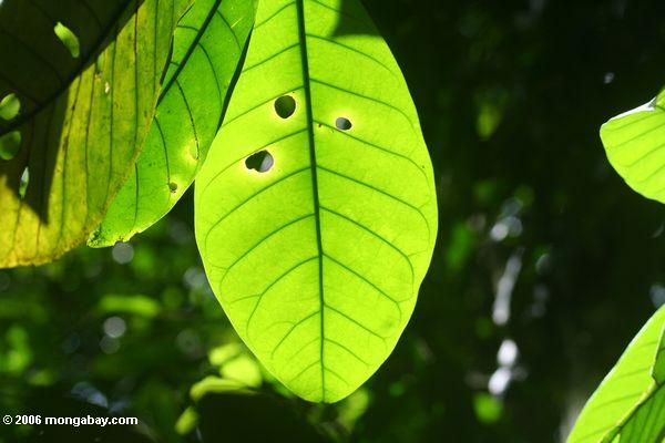Rainforest tree leaf