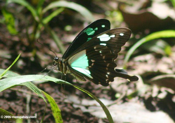 Aqua und schwarzer Schmetterling auf Blatt des Gras
