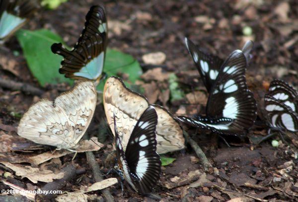 Schmetterlinge, die auf dung auf dem Waldfußboden Kanyanchu