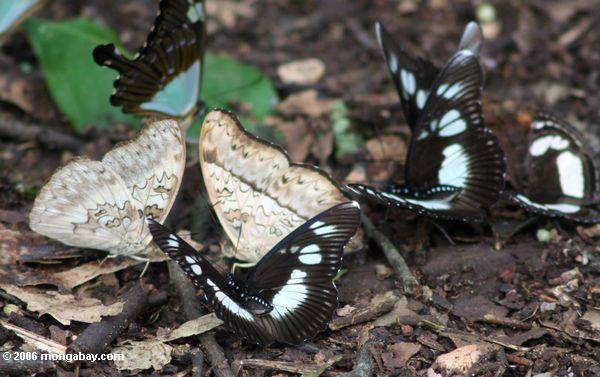 Schmetterlinge, die einziehen auf dung auf dem Waldfußboden