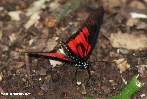 фото: красная бабочка с голубыми глазами