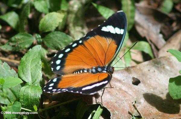 оранжевый, черный, и белые бабочки